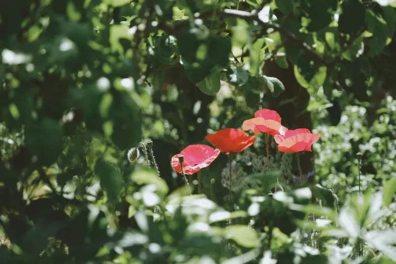How Thoughtful Planting Design Can Improve Curb Appeal