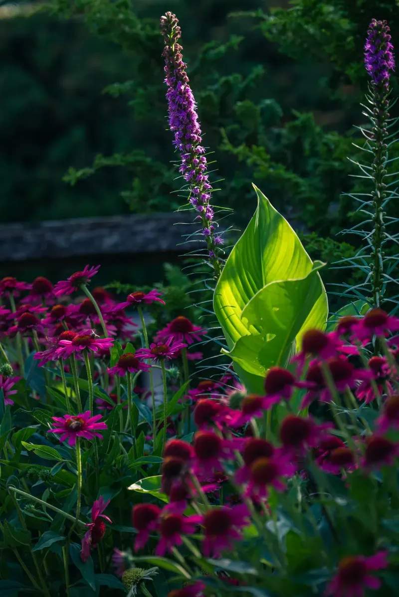 Maple Leaf Garden Design & Care 15