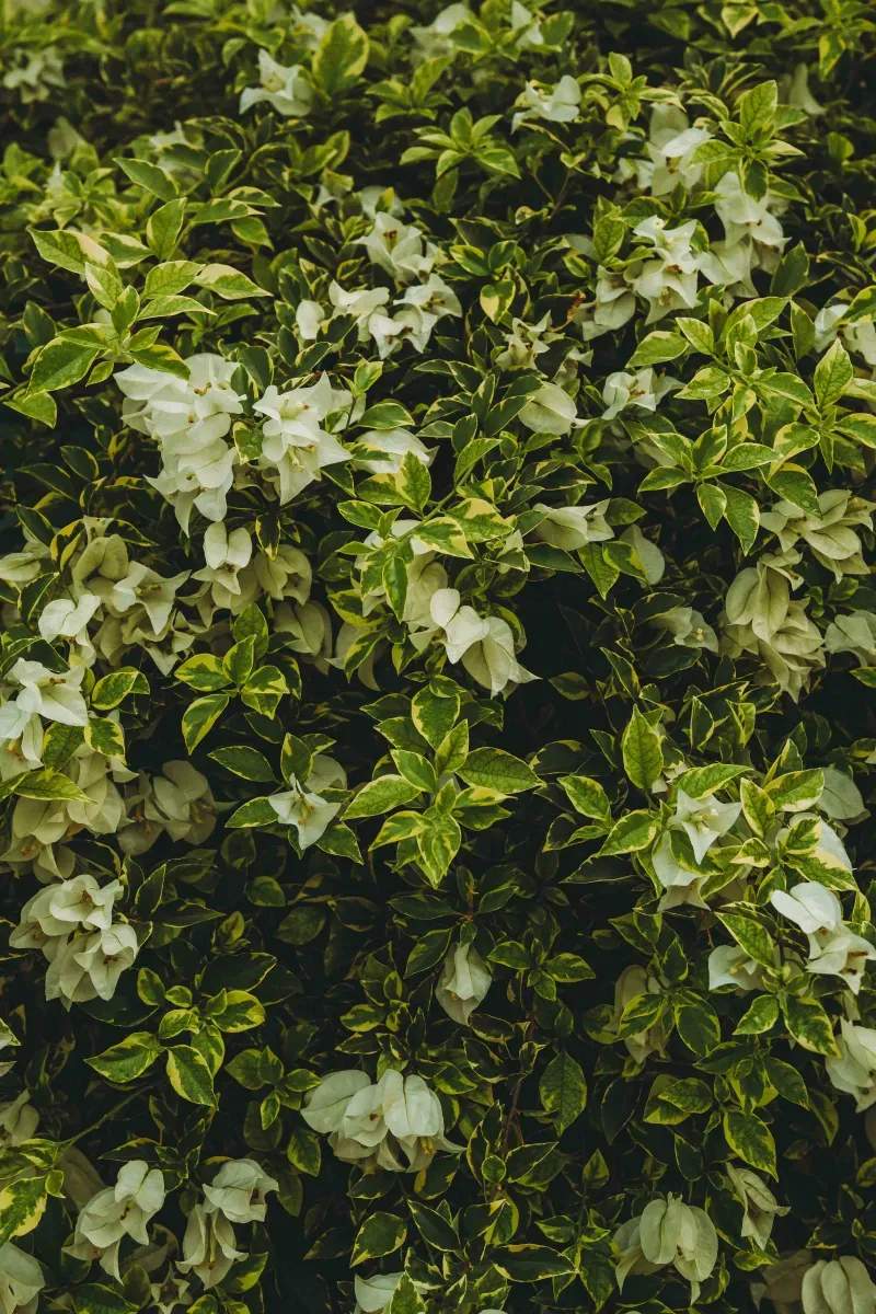 Maple Leaf Garden Design & Care 4