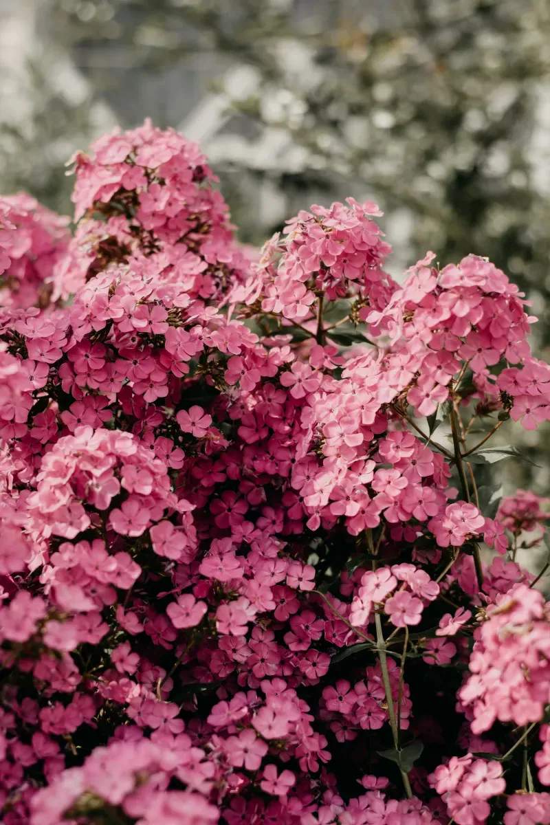 Maple Leaf Garden Design & Care